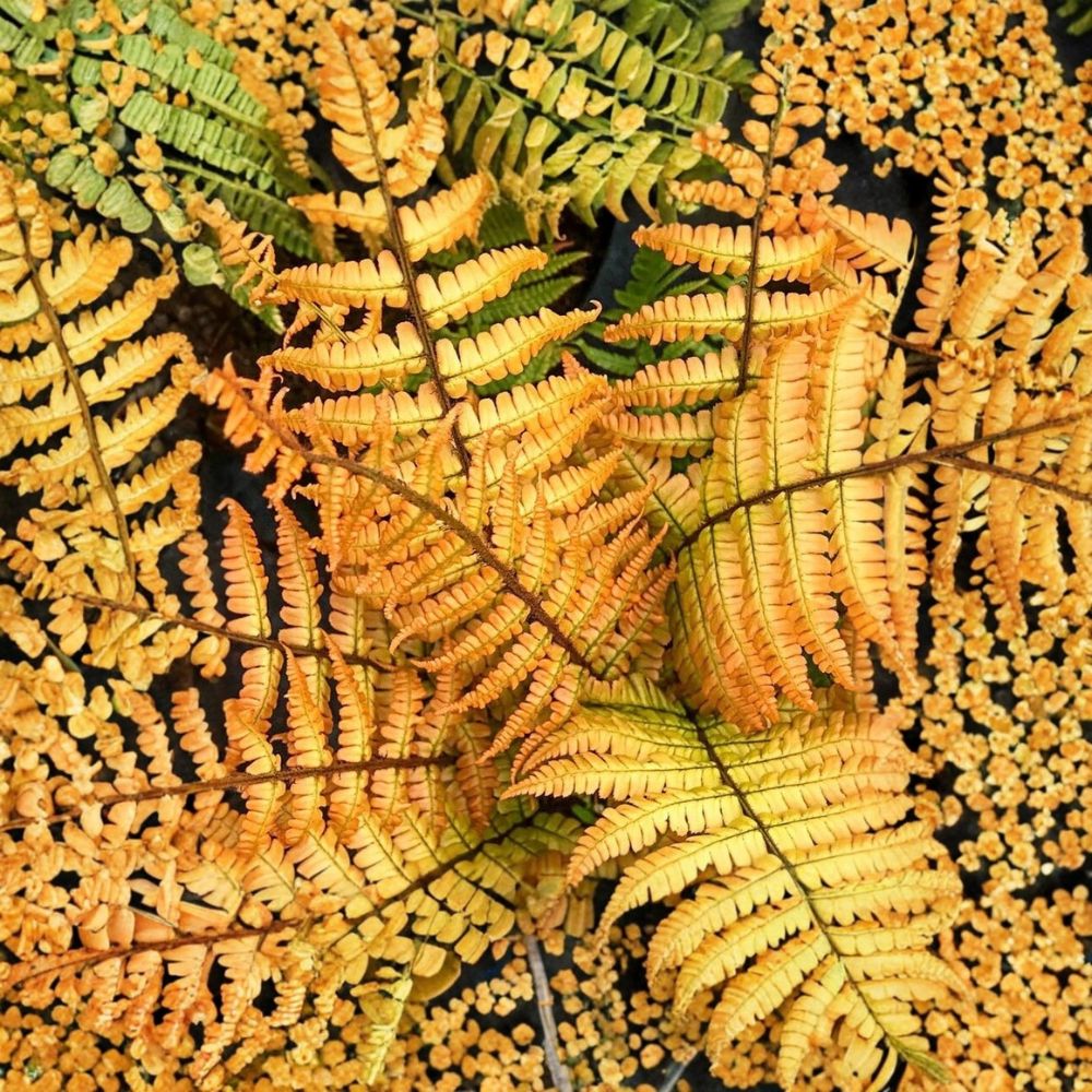 Dryopteris 'Jurassic Gold' Fern – Dryopteris wallichiana Live Starter Plant | Rooted in Nursery Pot | Shade Perennial | Deer Resistant | Easy to Grow