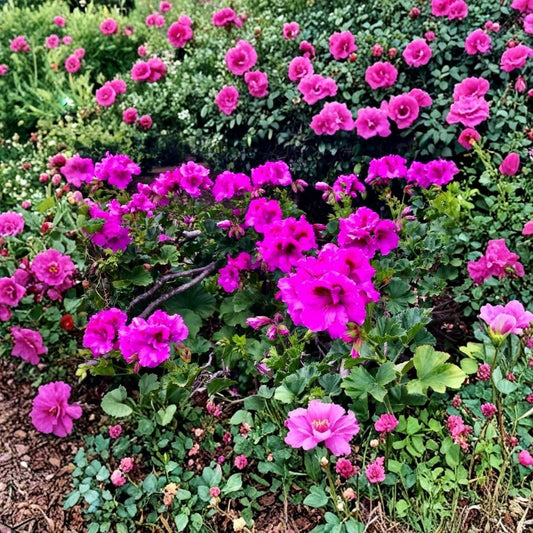 Purple Pelargonium Fancy Regal Geranium – Lavender Purple Live Plant Cutting | 6–8+ Inches | Orchid-Like Blooms | Easy Care Flowering Plant | Garden & Patio Friendly