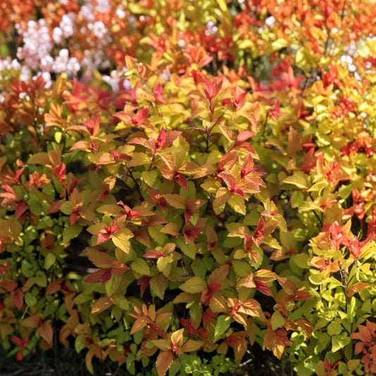 Gold Flame Spirea Live Plant | Quart Pot Rooted Shrub | Hardy Pink Flowering Bush | Golden Foliage | Easy to Grow