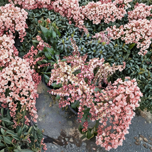 Pieris japonica ‘Valley Fire’ – Japanese Andromeda Live Evergreen Shrub | #1 Container Size | Red Spring Foliage & White Bell Flowers