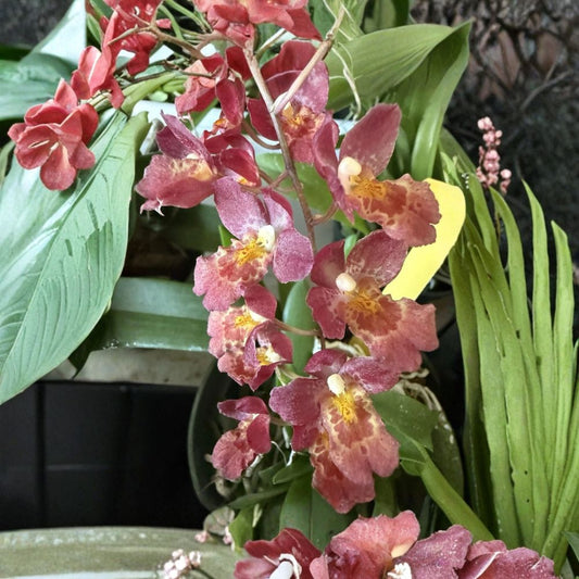 Lava Sunburst Orchid – Oncostele 'Lava Burst' Live Orchid | 2 Inch Pot | Compact Blooming Orchid | Exotic Houseplant