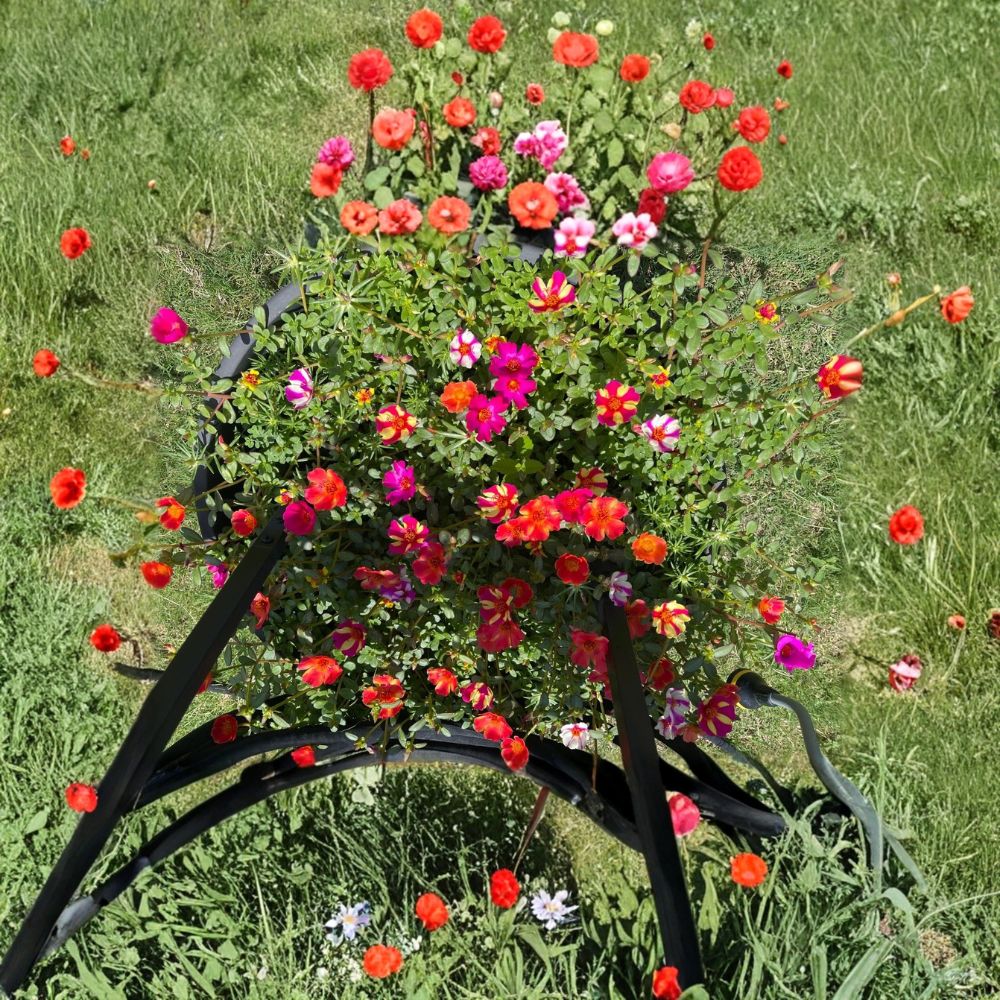 Ornamental Purslane – Portulaca grandiflora Live Plant Cuttings | 25+ Unrooted Cuttings | Flowering Moss Rose | Easy to Grow