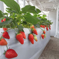 6 Akihime Japanese Strawberry Plants – Fragaria × ananassa Bare Root Plants | Sweet Juicy Strawberry Variety | あきひめ 章姬 奶油 甜宝 | Home Garden Favorite