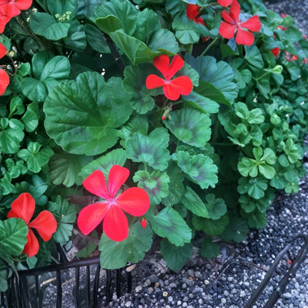 Orange Red Pelargonium Zonal Geranium Live Starter Cuttings | 5 Fresh 6-Inch Cuttings | Vibrant Flowering Plant | Easy to Root | Indoor & Outdoor Garden