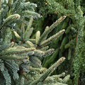Aureovariegata Black Spruce – Live Variegated Evergreen Conifer | 12 Inch Tall Plant | 1 Gallon Pot | Picea mariana Golden Spruce