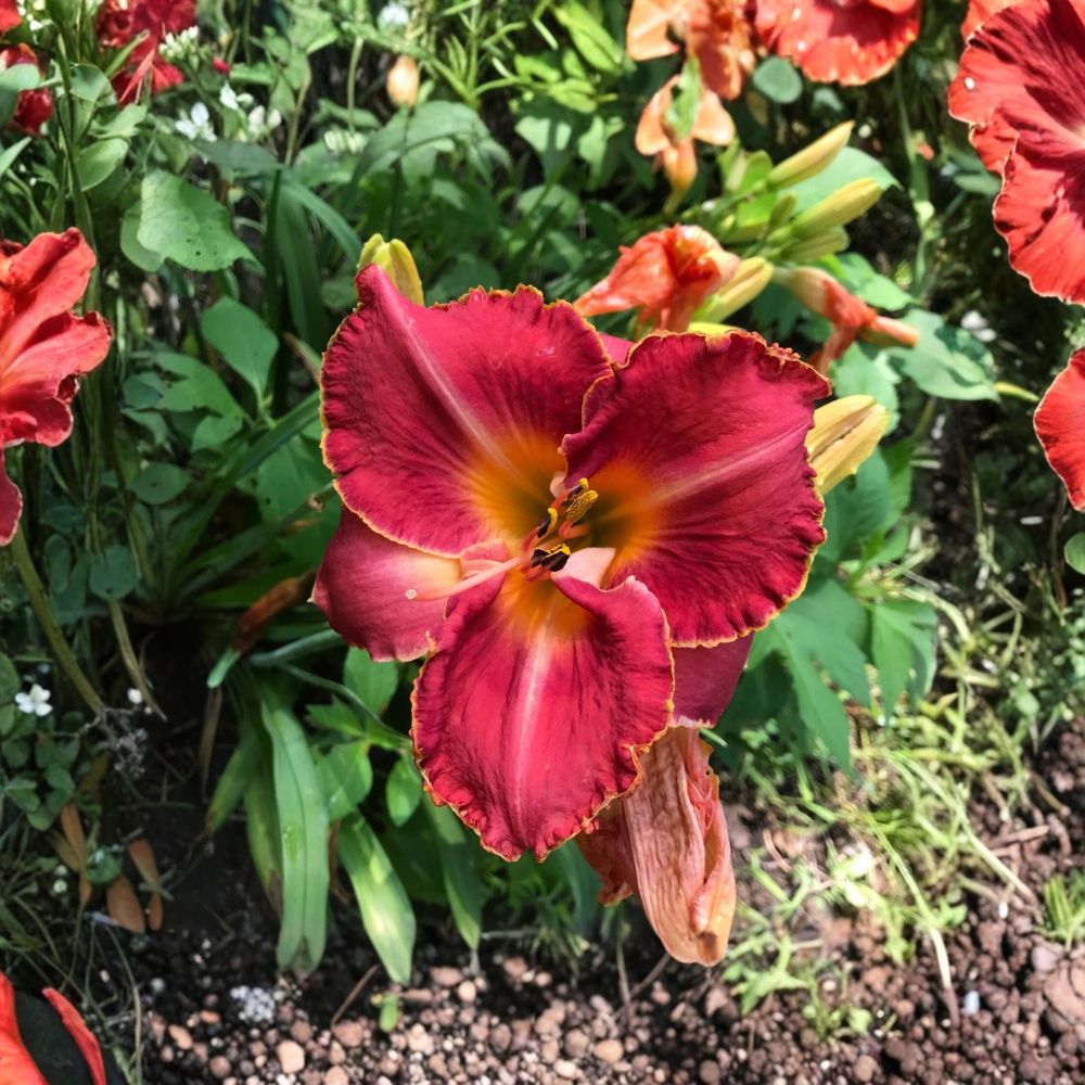 Assorted Daylilies – Hemerocallis Live Bare Root Fan | Mixed Perennial Varieties | Hardy Garden Flowers | Easy to Grow