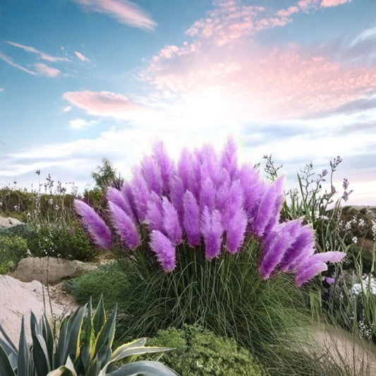 Purple Pampas Grass – 4 Live Plugs | Cortaderia selloana | 3–5 Inch Tall Starter Plants | Ornamental Grass | Easy to Grow