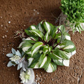 Raspberry Sundae Hosta – Live Bare Root Perennial | #1 Division Starter Plant | Variegated Shade Hosta | Raspberry Red Stems