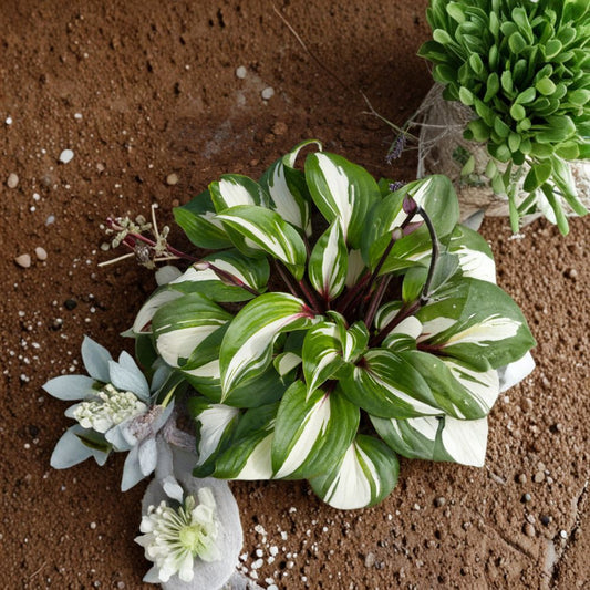 Raspberry Sundae Hosta – Live Bare Root Perennial | #1 Division Starter Plant | Variegated Shade Hosta | Raspberry Red Stems