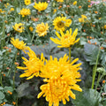 Japanese Golden Crown Mum Plant – Chrysanthemum Live Perennial Flower | Includes Nursery Pot Large Golden Blooms | Ornamental Garden Mum | 皇冠菊花 クラウン菊