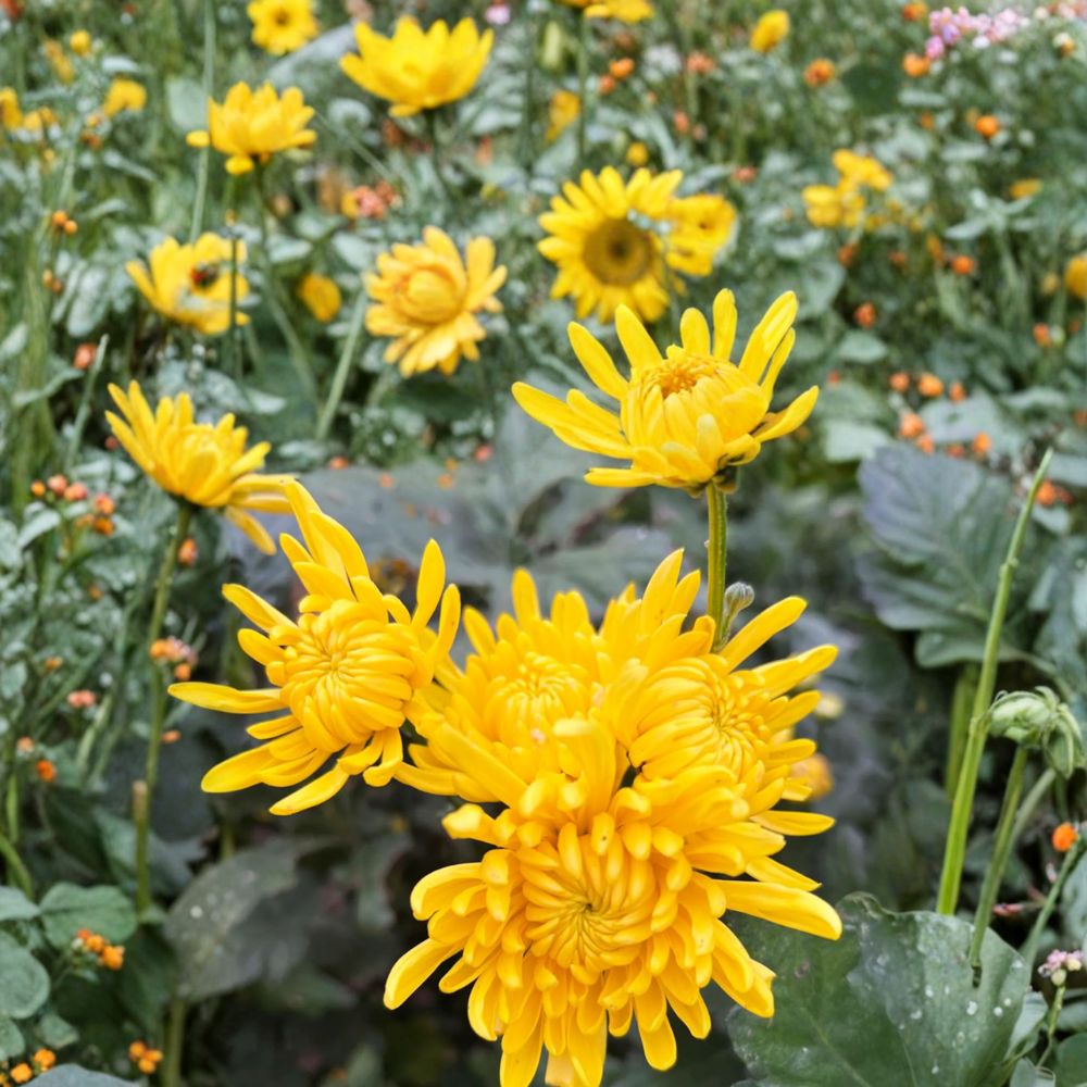 Japanese Golden Crown Mum Plant – Chrysanthemum Live Perennial Flower | Includes Nursery Pot Large Golden Blooms | Ornamental Garden Mum | 皇冠菊花 クラウン菊