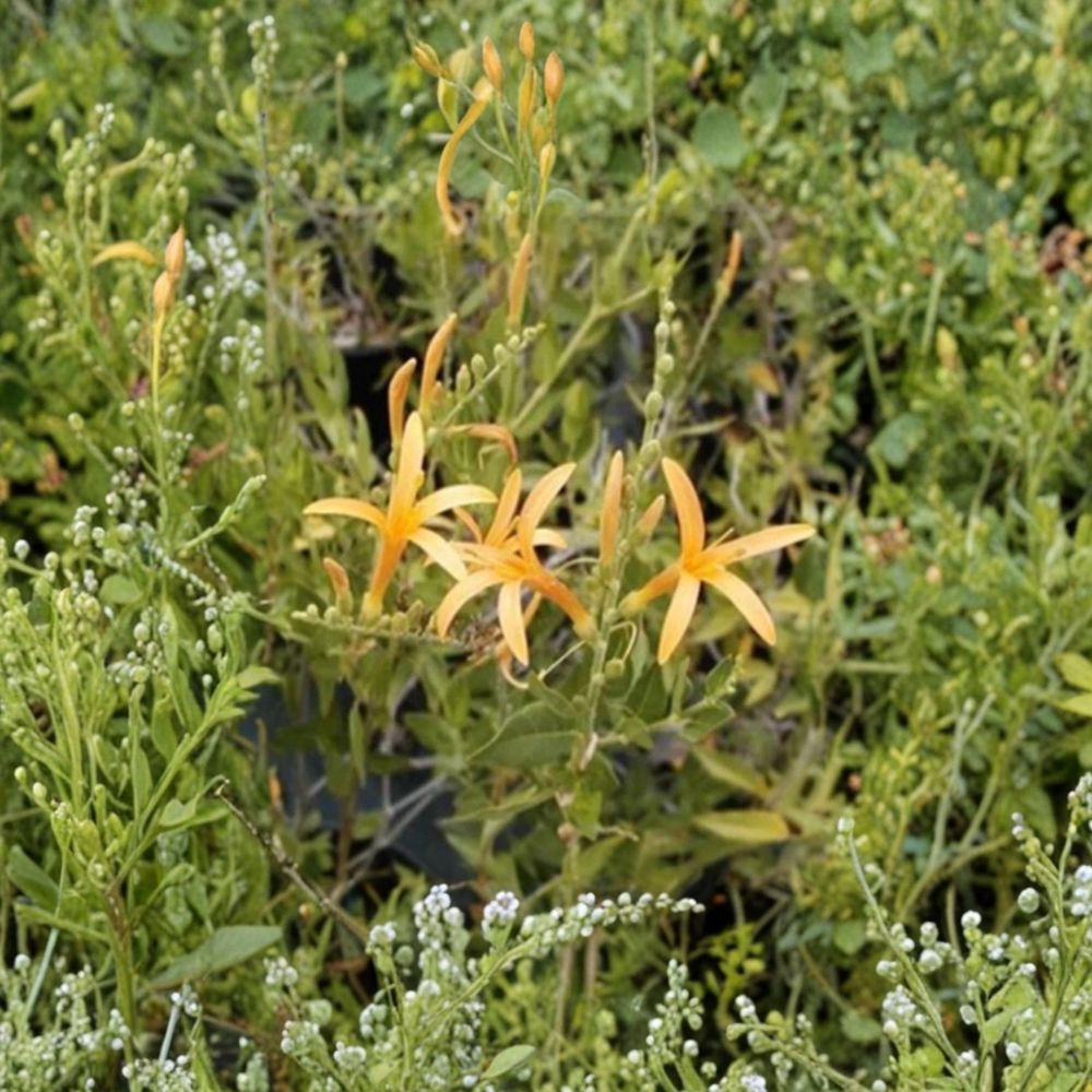 Flame Acanthus 'Benny's Gold' Live Plant | 1 Gallon Pot | Texas Firecracker Shrub | Golden Blooms | Hummingbird Friendly