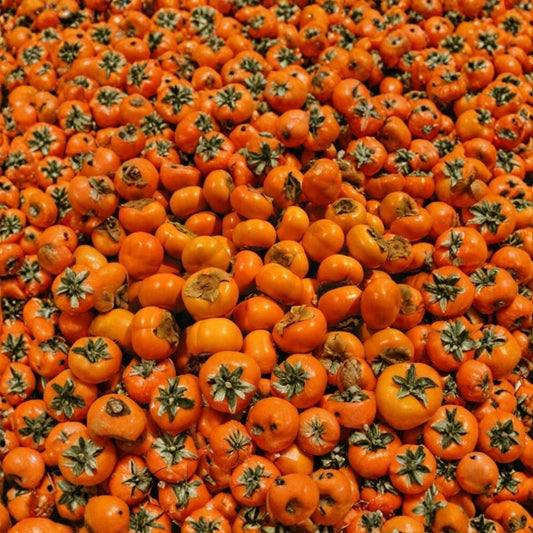 Fuyu Persimmon Tree – Diospyros kaki Live Bare Root Sapling | 1–2 Feet Tall | Asian Persimmon Fruit Tree | Sweet Orange Fruit | Self-Fruiting | Zones 7–10