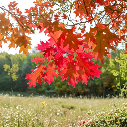 Northern Red Oak Tree – Quercus rubra Live Starter Tree | 12–24 Inches Tall | Bare Root Native Shade Tree | Fast Growing Landscape Tree
