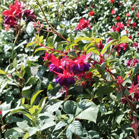 Dollar Princess Fuchsia Live Plant – Fuchsia Hybrid | 5 Inch Pot | Flowering Ornamental Plant | Hanging Basket & Shade Garden Friendly