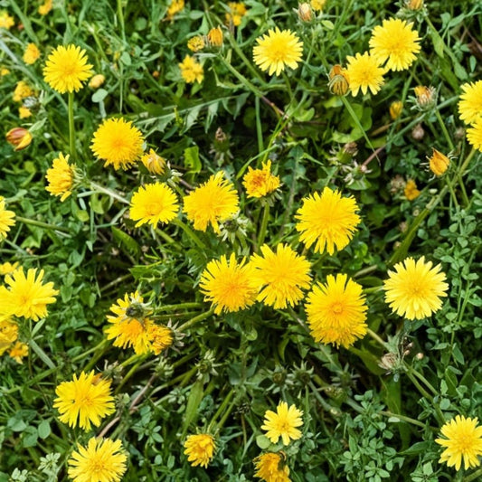 Dandelion Live Plants – Set of 3 | Taraxacum officinale | 4 Inch Pots | Edible Herb Plant | Yellow Flowering Herb | Organic Garden Plant