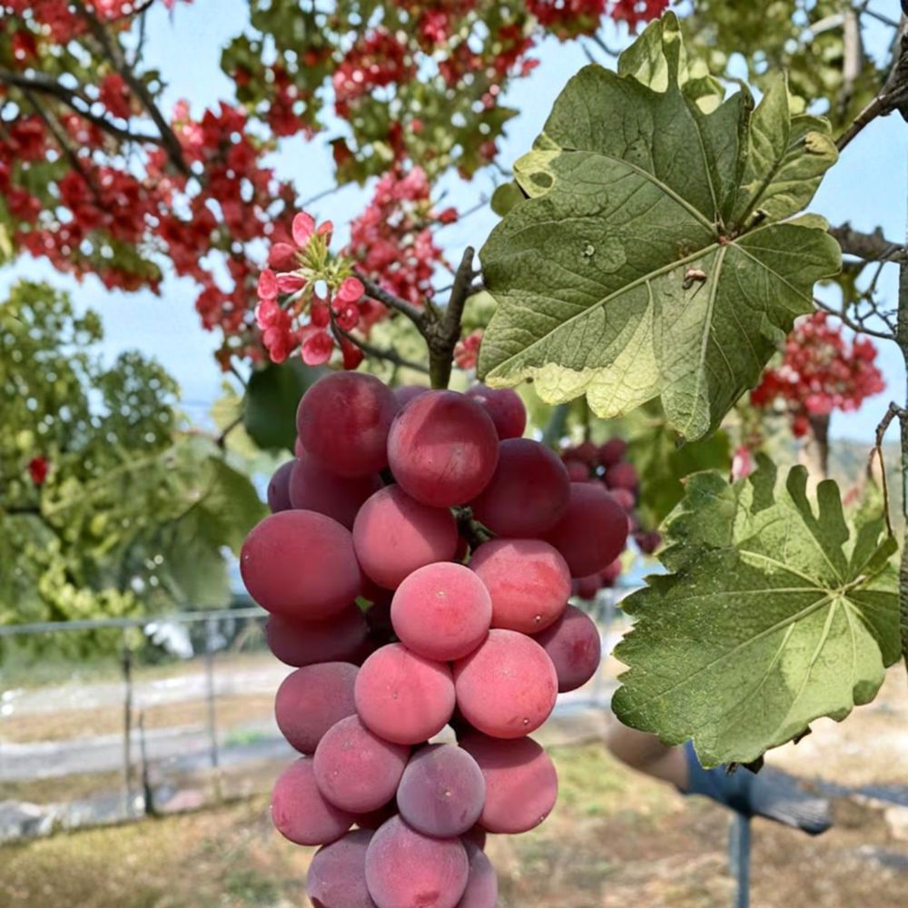 Japanese Queen Nina Grape Vine – Vitis vinifera Live Bare Root Vine | Premium Red Table Grape | クイーンニーナ 葡萄 妮娜皇后 | Luxury Japanese Fruit Variety