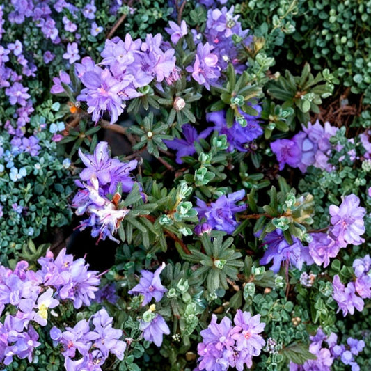 Rhododendron ‘Impeditum’ Live Evergreen Shrub | Compact Purple Blooming Rhododendron | Dwarf Hardy Landscape Plant | #1 Container Grown
