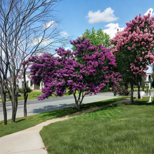 Crape Myrtle – Lagerstroemia Live Plant Cuttings | 7 Unrooted 6–8 Inch Cuttings | Fast Growing Flowering Tree | Easy to Propagate