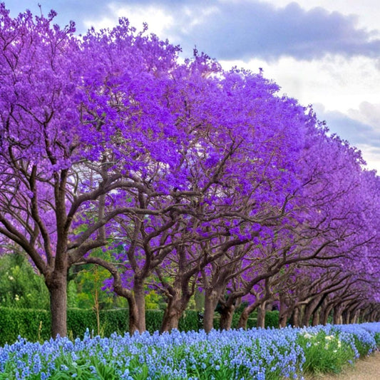 Jacaranda Tree Cuttings – 3 Live Unrooted Cuttings | 6 Inches Long | Jacaranda mimosifolia | Purple Flowering Tree | Fast-Growing Ornamental