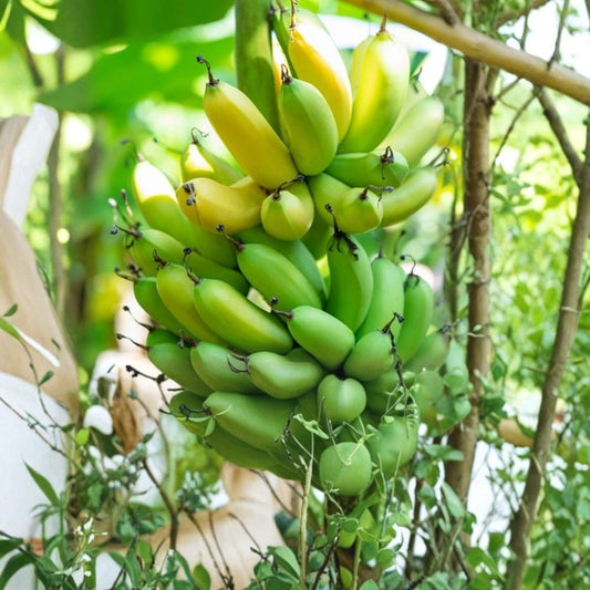 Gran Nain Banana Tree – Musa Grand Nain Live Starter Plugs | 3 Plants | 3–6 Inches | Fast Growing Tropical Fruit Plant | Bare Root | USDA Zones 9–11