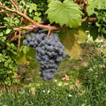 Carmine Wine Grape Plant – Vitis vinifera Live Vine | Includes Nursery Pot Cold Hardy Red Wine Grape | Productive Vineyard Variety | Backyard Wine Grape