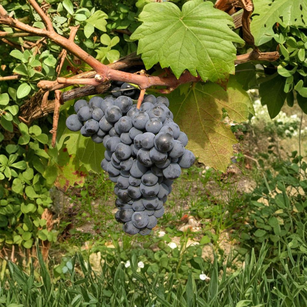 Carmine Wine Grape Plant – Vitis vinifera Live Vine | Includes Nursery Pot Cold Hardy Red Wine Grape | Productive Vineyard Variety | Backyard Wine Grape
