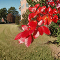 Black Tupelo Tree – Live Native Shade Tree | 1 Gallon Pot Plant | Nyssa sylvatica | Brilliant Fall Color Landscape Tree