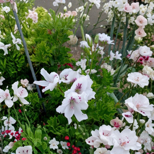 White & Purple Regal Geranium Cuttings – Fancy Pelargonium | 3 Live 6 Inch Cuttings | Orchid-Like Blooms | Patio & Container Plant | Easy to Root