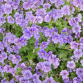 Purple Cranesbill Geranium Seeds – Geranium x magnificum | 25+ Seeds Included | Hardy Perennial Flower | Vibrant Purple Blooms | Easy Garden Grow
