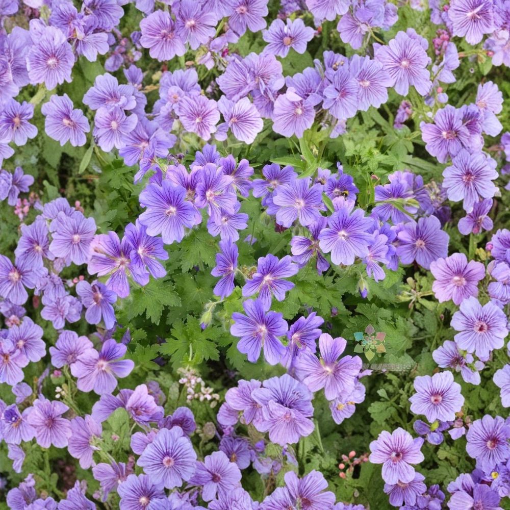 Purple Cranesbill Geranium Seeds – Geranium x magnificum | 25+ Seeds Included | Hardy Perennial Flower | Vibrant Purple Blooms | Easy Garden Grow