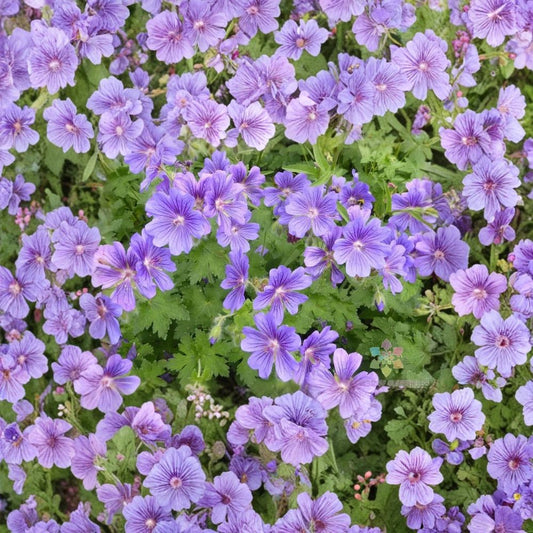 Purple Cranesbill Geranium Seeds – Geranium x magnificum | 25+ Seeds Included | Hardy Perennial Flower | Vibrant Purple Blooms | Easy Garden Grow