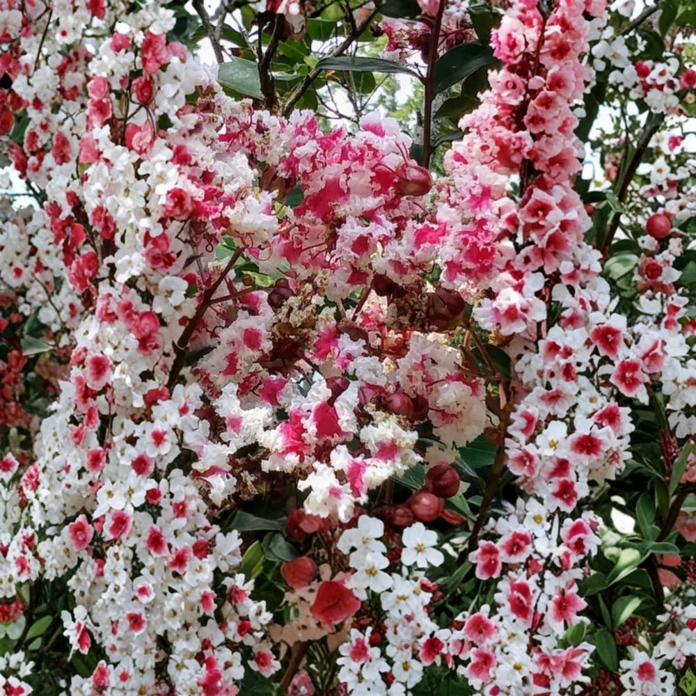 Queen's Lace Crepe Myrtle – Rare Variegated Fresh Cuttings | Set of 5 | 6–8 Inches Long | Dark Pink & White Blooms | Easy to Propagate