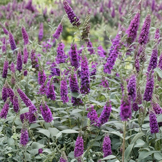 Dark Purple Butterfly Bush Live Plants – Set of 2 | Buddleia Flowering Shrub | 4–9 Inch Starter Plants | Fragrant Pollinator Plant | Outdoor Garden