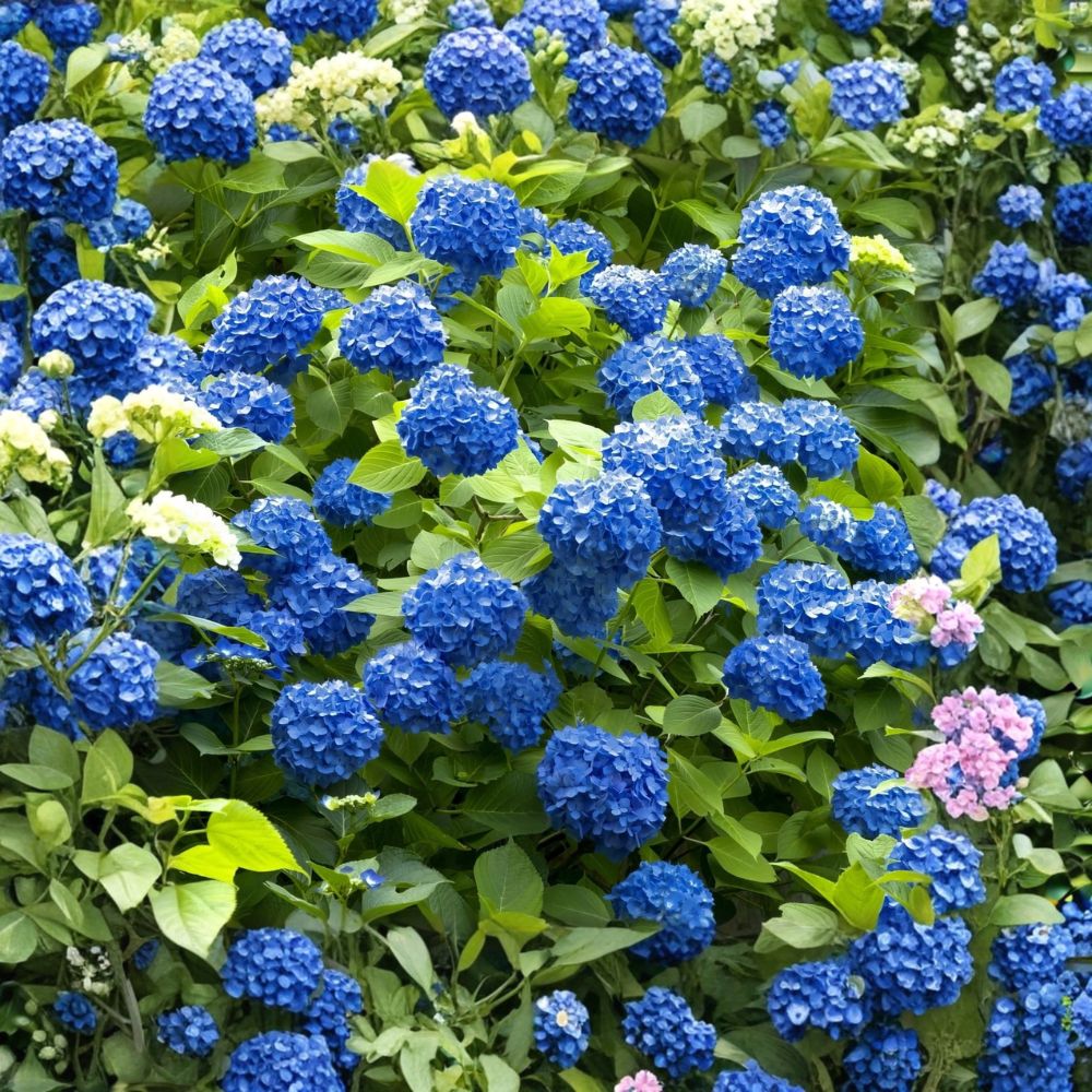 Hydrangea 'Nikko Blue' – Hydrangea macrophylla Live Starter Plant | 6–12 Inches Tall | Mophead Flowering Shrub | Shade Garden Favorite