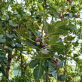 Chicago Hardy Fig Tree – Live Edible Fig Plant | 3 Gallon Pot | Ficus carica Cold Hardy Fruit Tree | Sweet Backyard Fig Tree