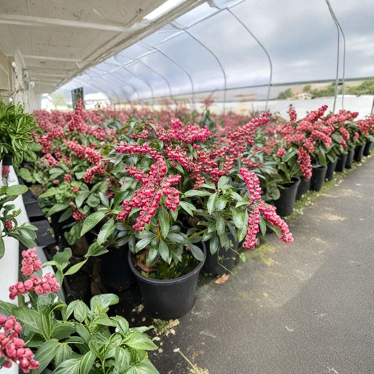 Pieris japonica ‘Valley Valentine’ – Japanese Andromeda Evergreen Shrub | #1 Container Size | Pink Red Spring Blooms | Shade Garden Plant