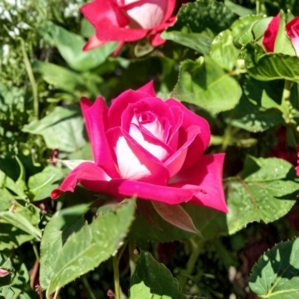 Love Hybrid Tea Rose – Rosa Live Own-Root Plant | 6 Inch Container | Long Stemmed Red & White Rose | Hardy Garden Favorite | Easy to Grow