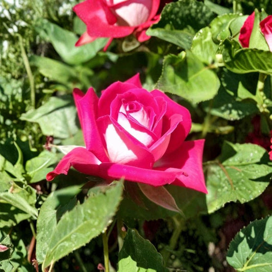 Love Hybrid Tea Rose – Rosa Live Own-Root Plant | 6 Inch Container | Long Stemmed Red & White Rose | Hardy Garden Favorite | Easy to Grow