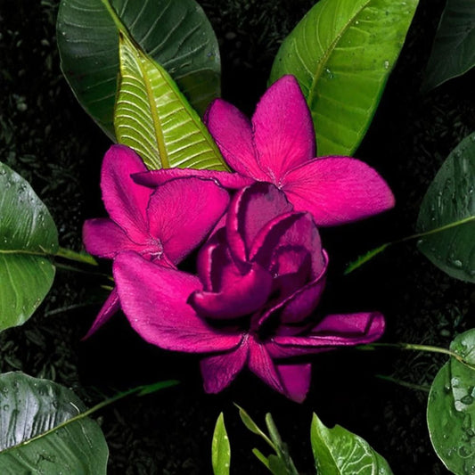 Highness Queen Plumeria Rubra Live Rooted Seedling | 4–6 Inch Frangipani Plant | Tropical Flowering Tree | Indoor & Outdoor | Well-Rooted Starter