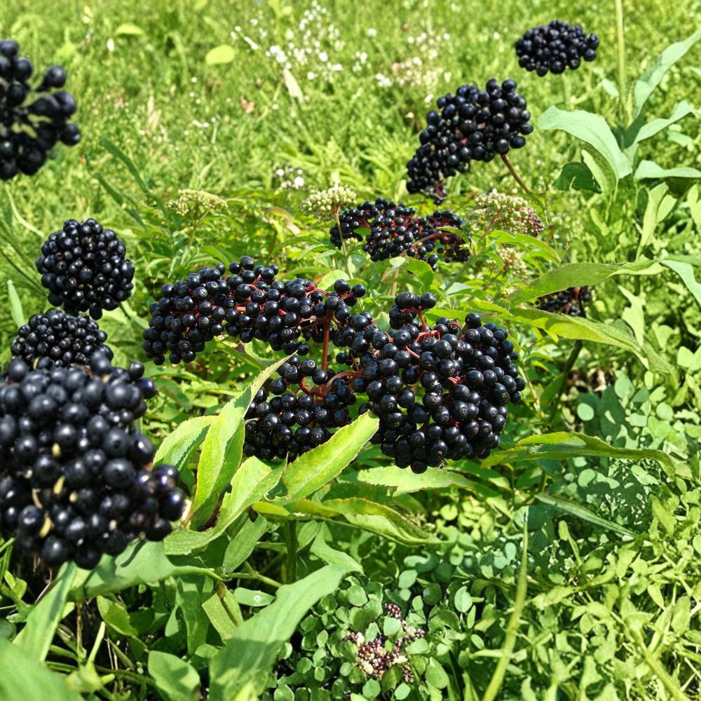 American Elderberry Plant – Live Rooted Elderberry Shrub | Edible Berry Plant | Zones 4–9