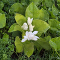 Belle of India Jasmine Plant – Jasminum sambac | Large 8–10" Pot | Double Fragrant White Blooms | Indoor Outdoor Tropical Plant
