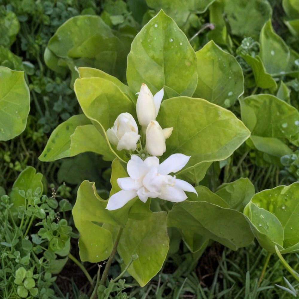 Belle of India Jasmine Plant – Jasminum sambac | Large 8–10" Pot | Double Fragrant White Blooms | Indoor Outdoor Tropical Plant