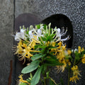 Japanese Honeysuckle Plant – Lonicera japonica Live Rooted Vine | Fragrant Herbal Climbing Plant | Perfect for Bonsai | 忍冬 金银花苗