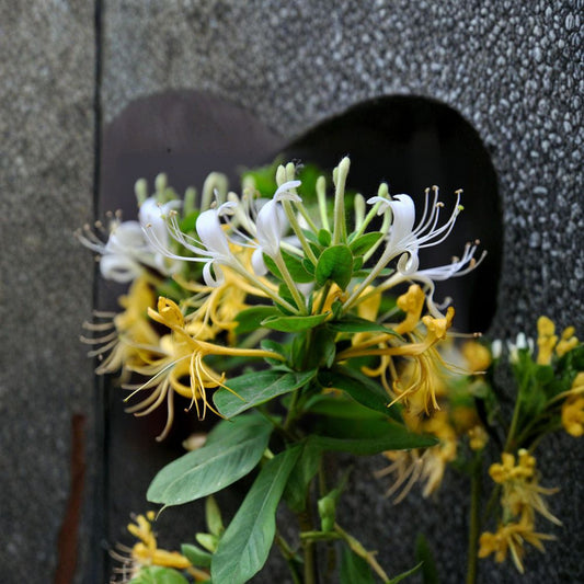 Japanese Honeysuckle Plant – Lonicera japonica Live Rooted Vine | Fragrant Herbal Climbing Plant | Perfect for Bonsai | 忍冬 金银花苗
