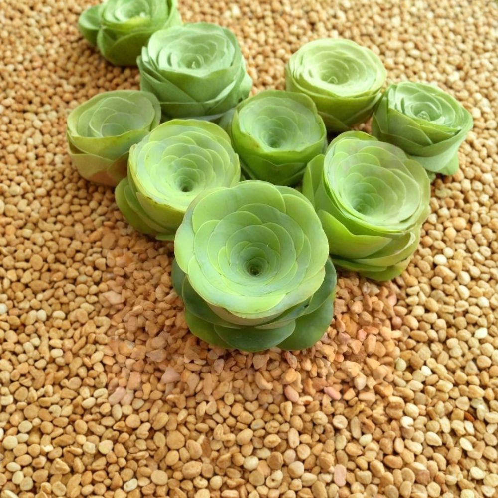 Egg Mountain Rose Live Succulent | Greenovia gigantea Bare Root | Rare Rosette Plant | Easy Care Houseplant | No Pot