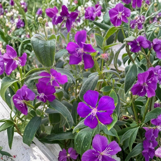 Tibouchina ‘Athens’ Live Plant – 5–6 Inch Starter | Purple Flowering Shrub | Full Sun Garden Plant | Outdoor Ornamental Plant