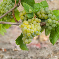 Müller-Thurgau Grape Plant – Vitis vinifera Live Vine | Includes Nursery Pot Classic White Wine Grape | Early Ripening Aromatic Variety | Backyard Vineyard Plant
