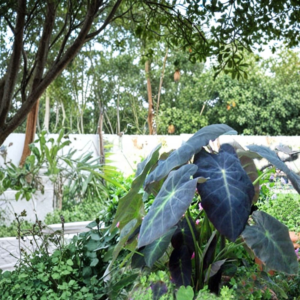 Black Beauty Elephant Ear – Colocasia antiquorum Live Plant | 3–8 Inches Tall | 3 Inch Pot | Dark Purple Tropical Foliage | Easy to Grow