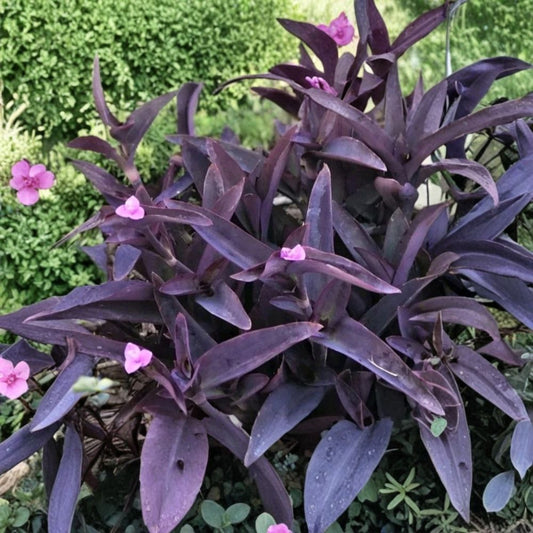 Purple Heart – Tradescantia pallida 'Purple Heart' Live Plant Cuttings | 6 Unrooted 6-Inch Cuttings | Fast Growing Purple Houseplant | Easy to Root